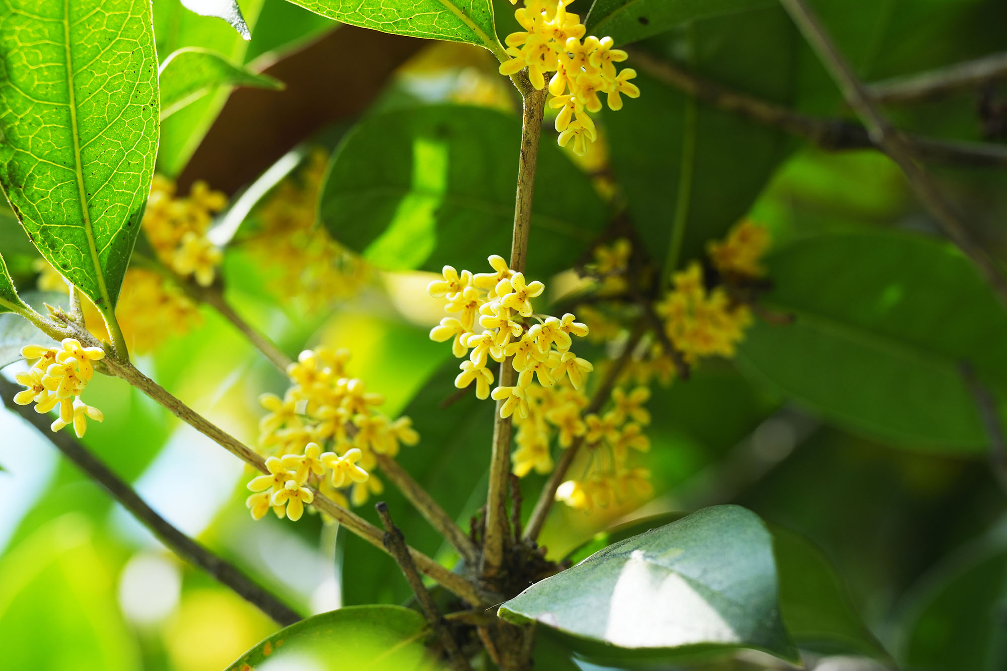 火狐电竞 - 点燃电竞激情,竞出非凡杰出!